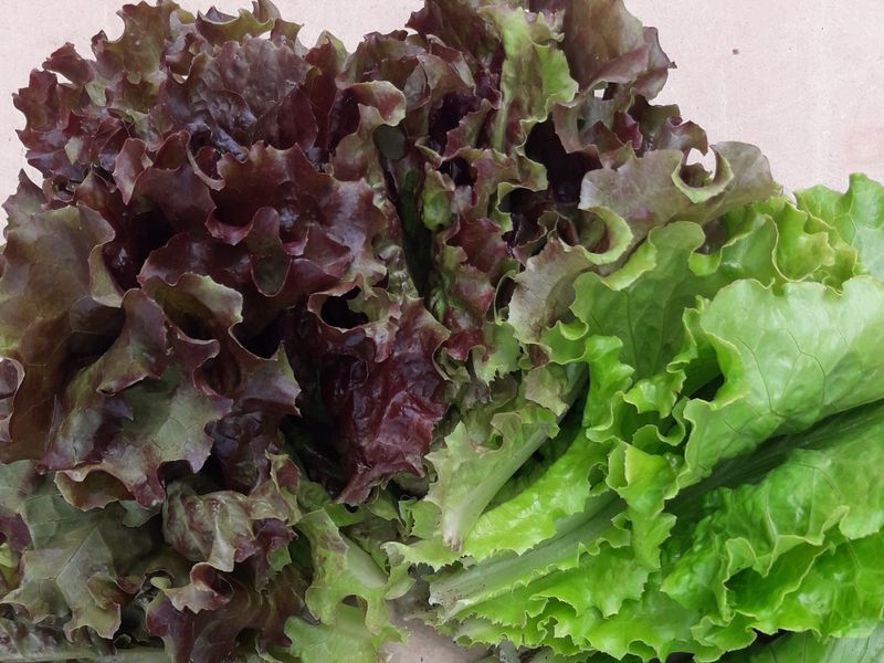 장터 상품 [상추 200g] 썸네일