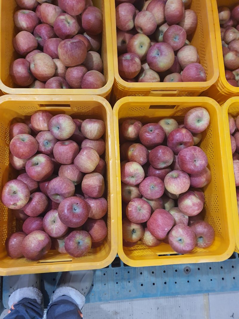 복숭아16706님의 장터 판매 상품 [부사사과팔아요 ~~홍시감팔아요] 첨부 사진