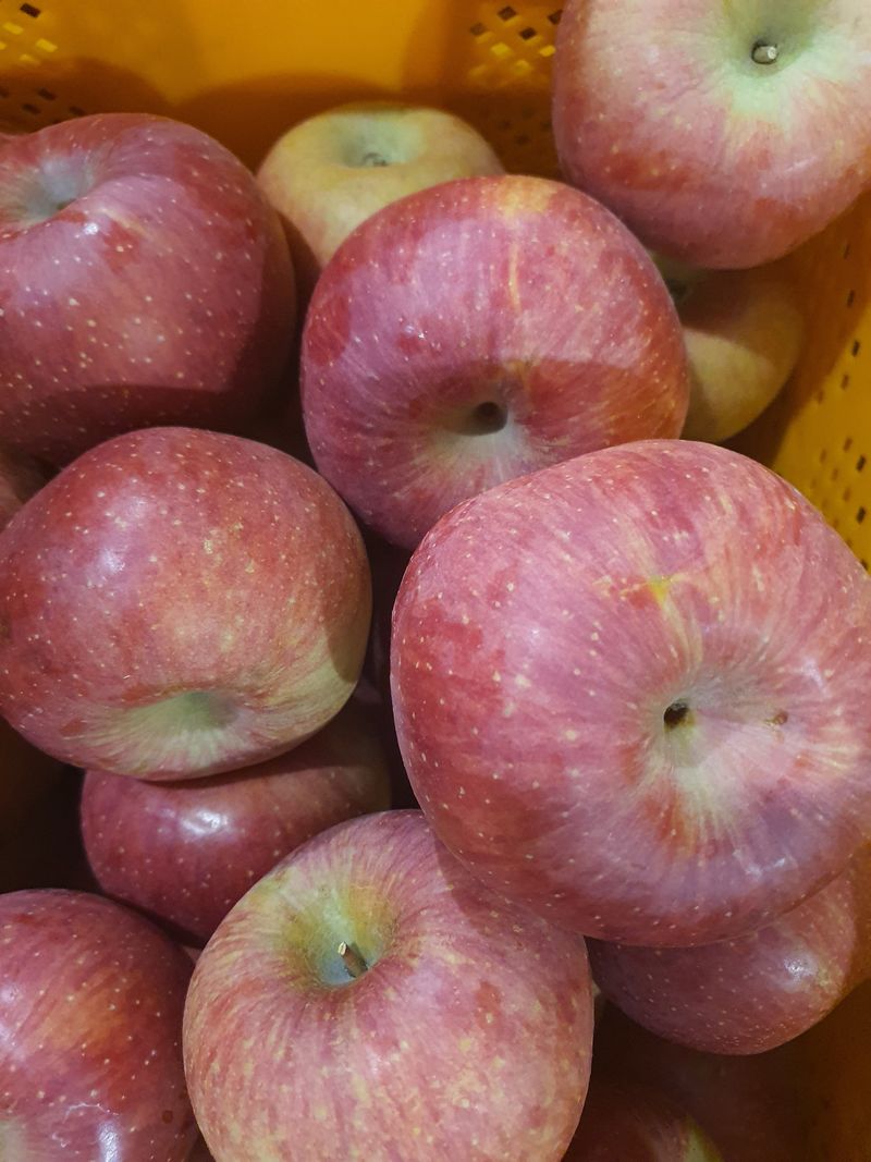 복숭아16706님의 장터 판매 상품 [부사사과팔아요 ~~홍시감팔아요] 첨부 사진