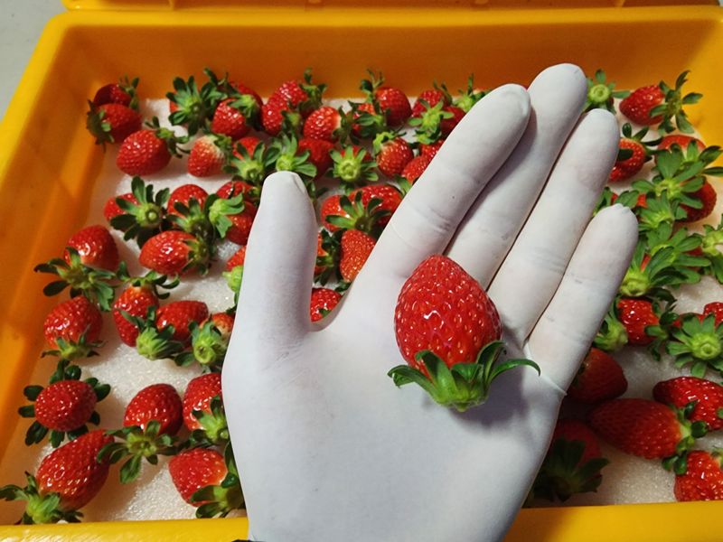 햇빛농원님의 장터 판매 상품 [금실딸기 1kg] 첨부 사진