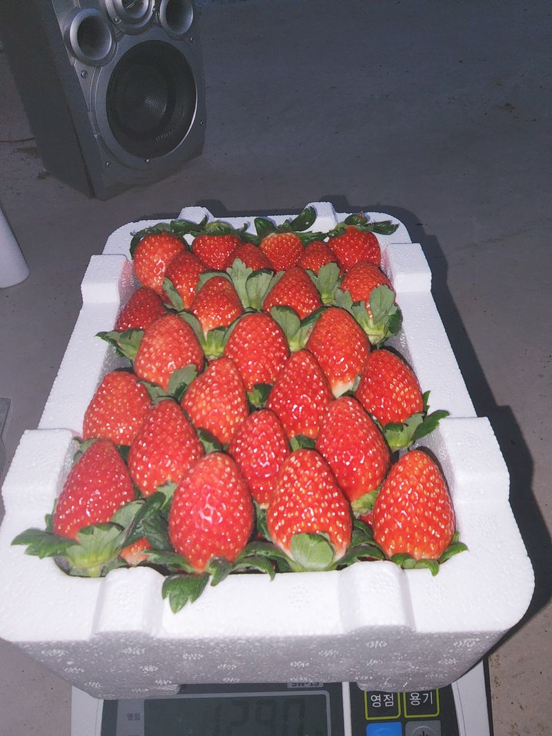 햇빛농원님의 장터 판매 상품 [금실딸기 1kg] 첨부 사진