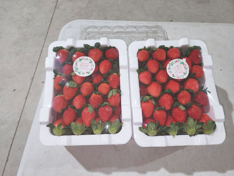 햇빛농원님의 장터 판매 상품 [금실딸기 1kg] 첨부 사진