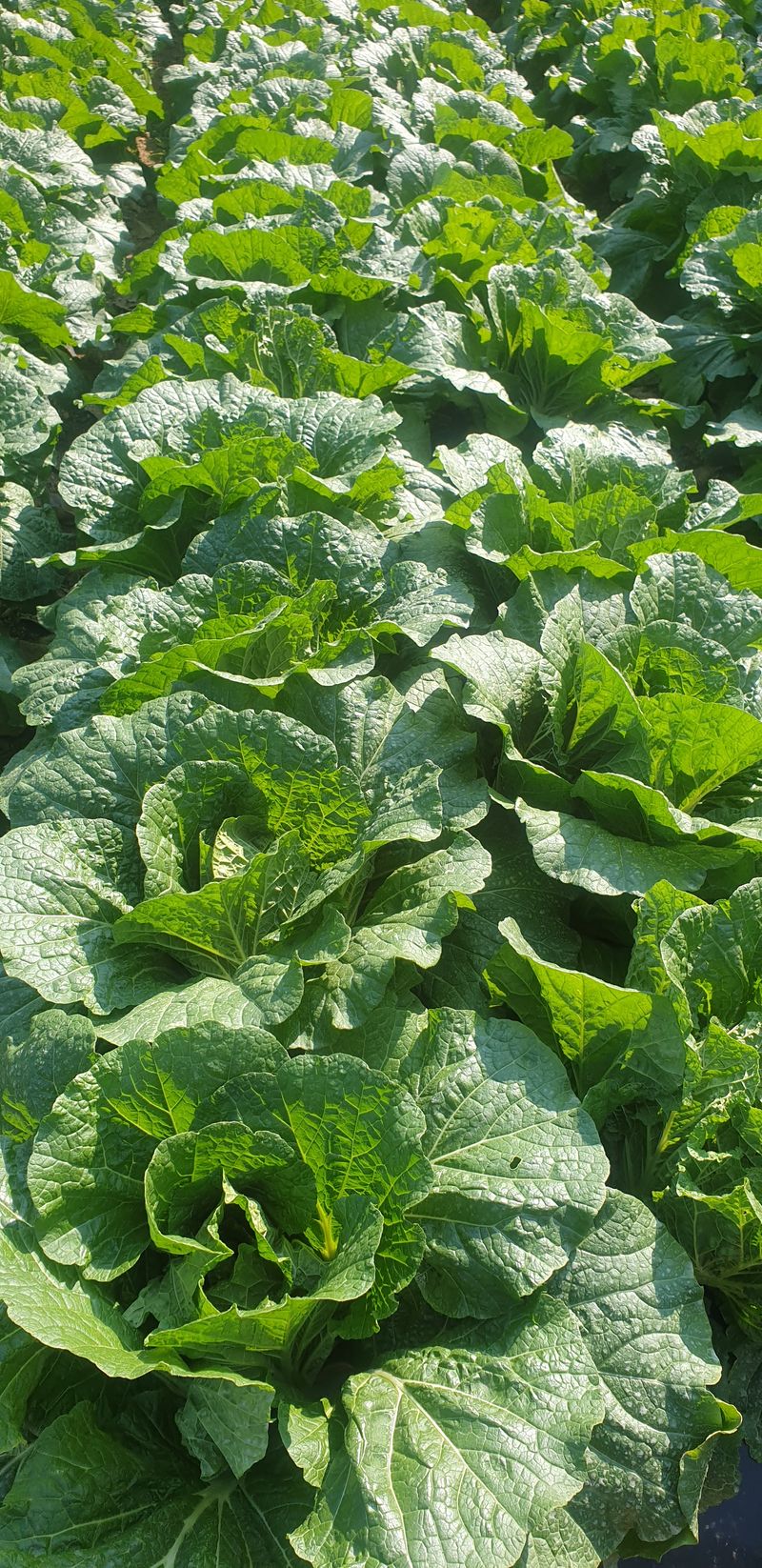 장터 상품 [아세아휴립피복기 구입원합니다] 썸네일