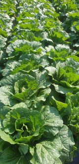 팜모닝 · 게시글 이미지