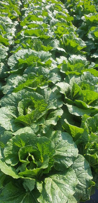 시금치28751님의 작성글 사진