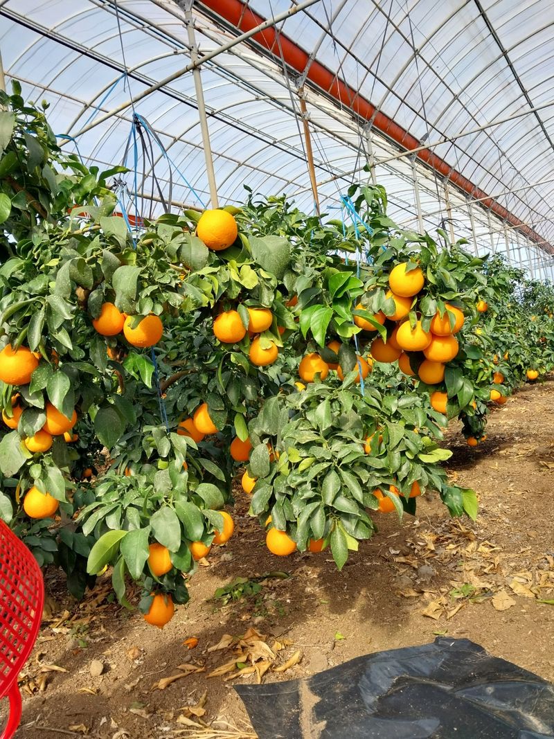 장터 상품 [황금향 5kg 10kg] 썸네일