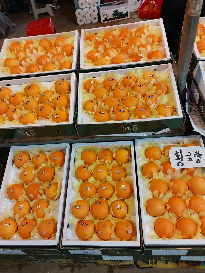 문순자님의 장터 판매 상품 [황금향 5kg 10kg] 첨부 사진