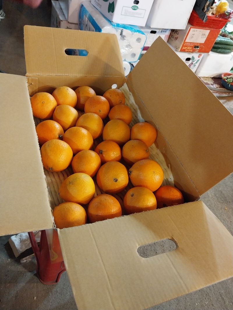 문순자님의 장터 판매 상품 [황금향 5kg 10kg] 첨부 사진