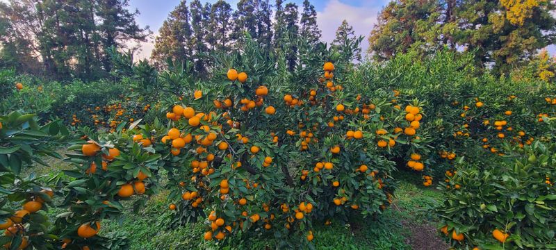 김민성님의 장터 판매 상품 [궁천조생 노지혼합귤10Kg] 첨부 사진