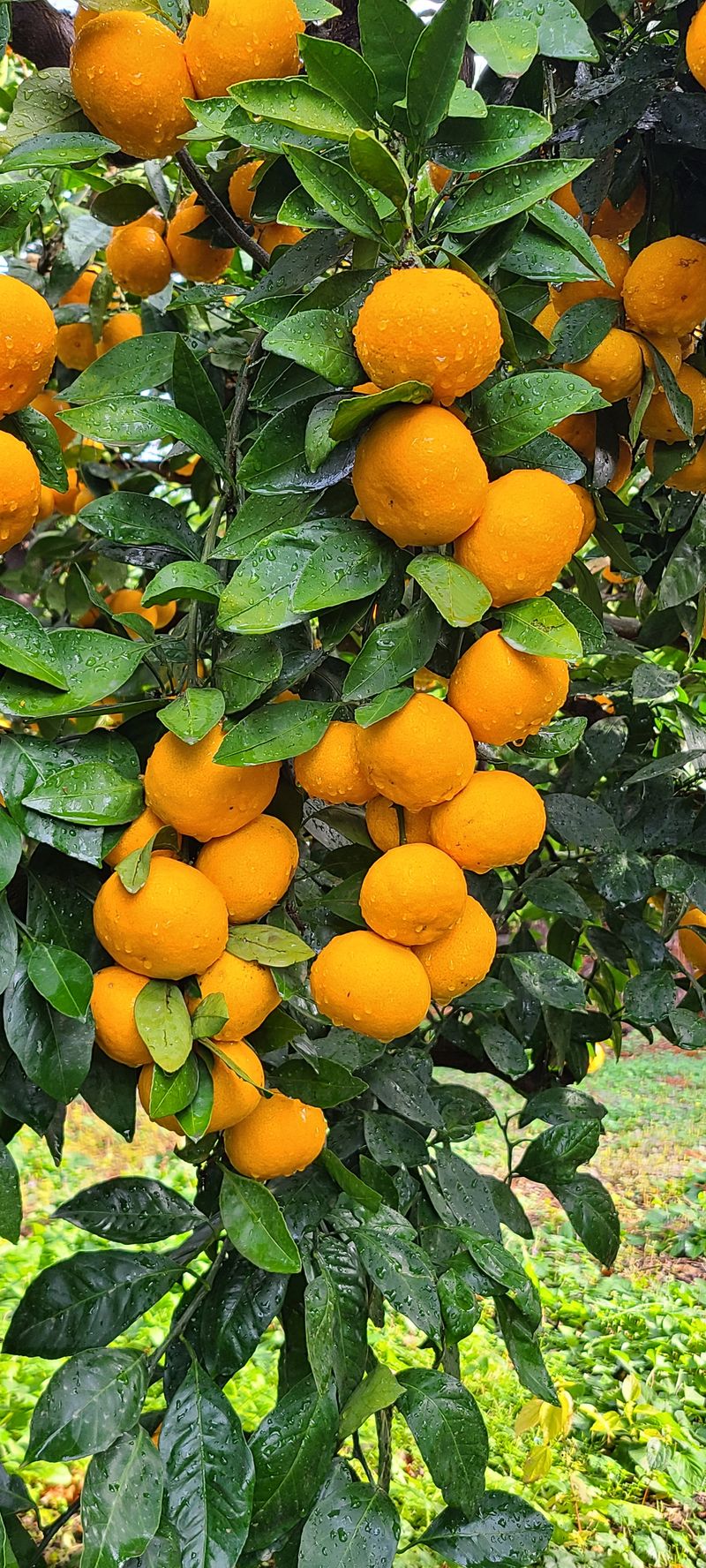 김민성님의 장터 판매 상품 [궁천조생 노지혼합귤10Kg] 첨부 사진