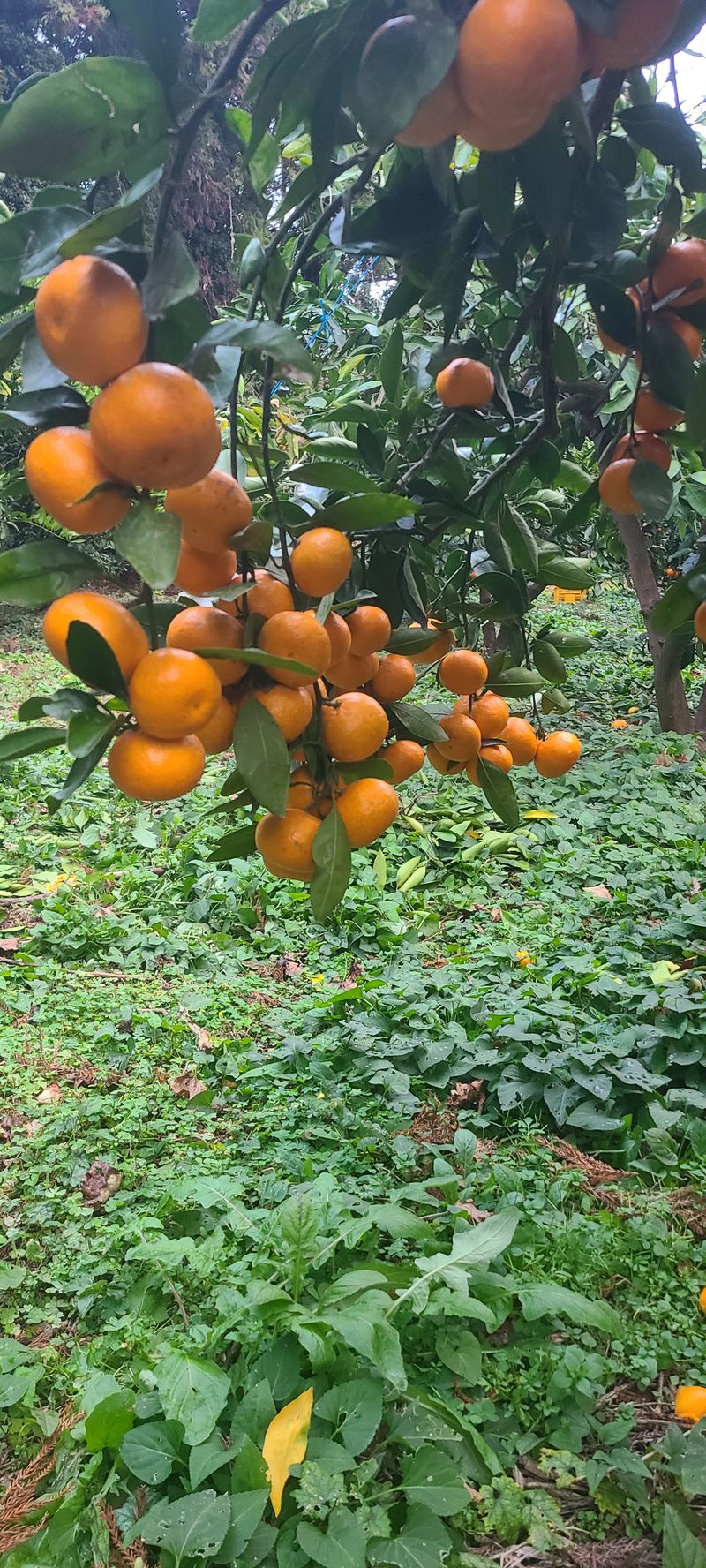 장터 상품 [궁천조생 노지혼합귤10Kg] 썸네일