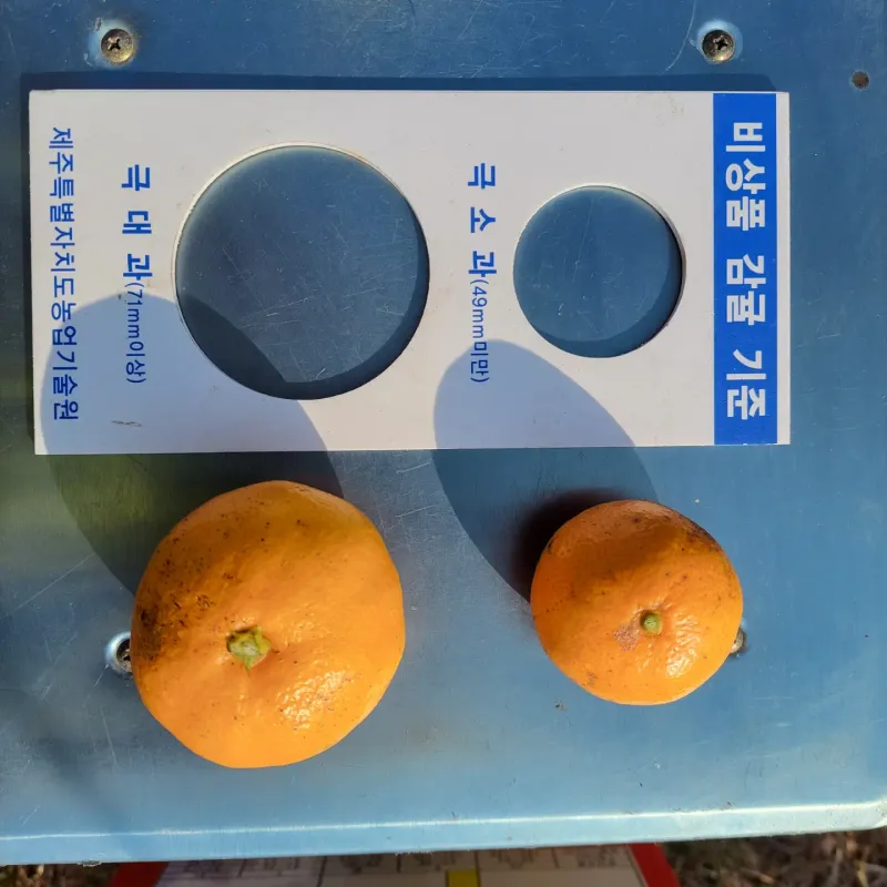 강경한님의 장터 판매 상품 [제주친환경유기농인증귤판매해요 10킬로] 첨부 사진