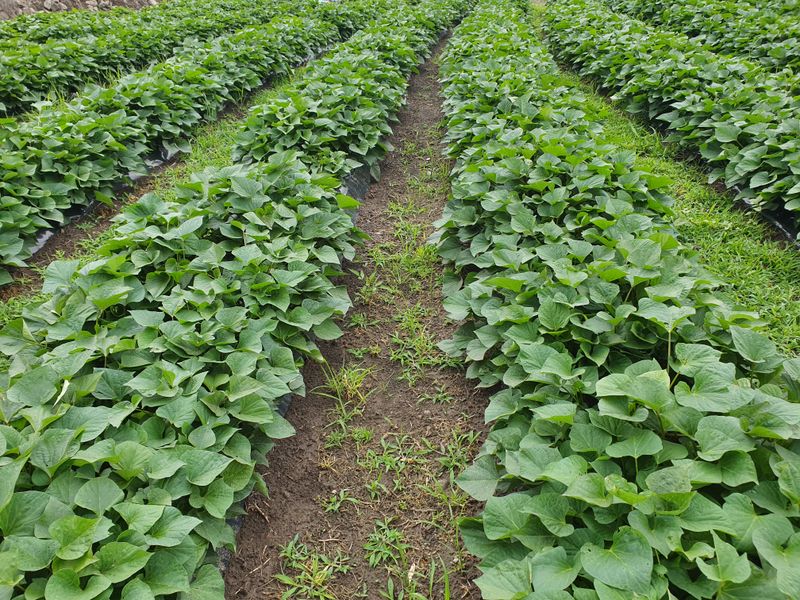 장터 상품 [둥근자색마1키로 열대둥근마1키로] 썸네일