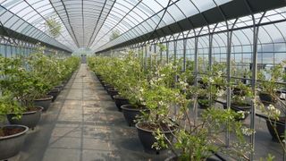 도기백님의 블루베리 · 자유게시판 작성글 사진