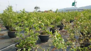 도기백님의 블루베리 · 자유게시판 작성글 사진