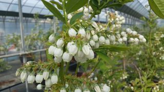 도기백님의 블루베리 · 자유게시판 작성글 사진