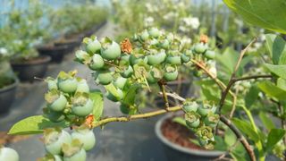 도기백님의 블루베리 · 자유게시판 작성글 사진