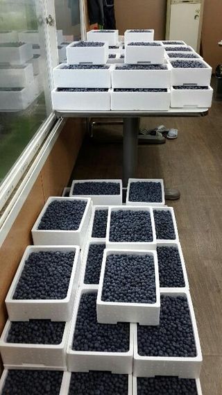 도기백님의 블루베리 · 자유게시판 작성글 사진
