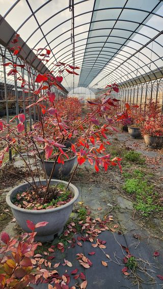 도기백님의 블루베리 · 자유게시판 작성글 사진