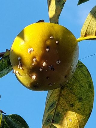 라님의 감 · 병해충상담 작성글 사진