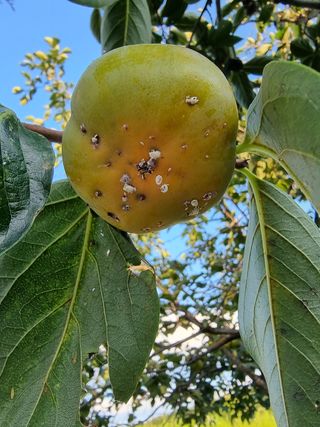 라님의 감 · 병해충상담 작성글 사진
