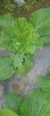 팜모닝 기타작물·병해충상담 게시글 이미지