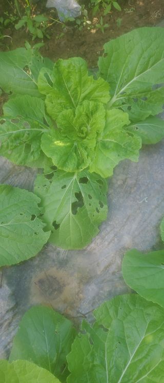 정맨님의 기타작물 · 병해충상담 작성글 사진