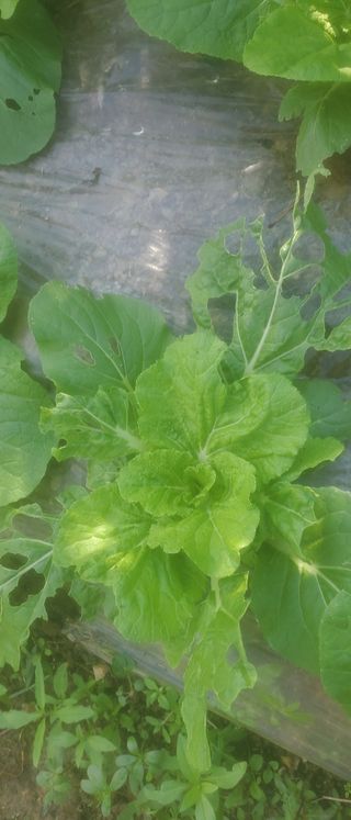 정맨님의 기타작물 · 병해충상담 작성글 사진