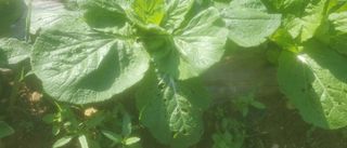 정맨님의 기타작물 · 병해충상담 작성글 사진