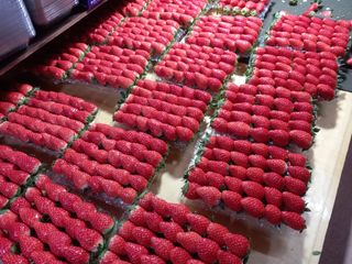 장원농장딸기농부님의 작성글 사진