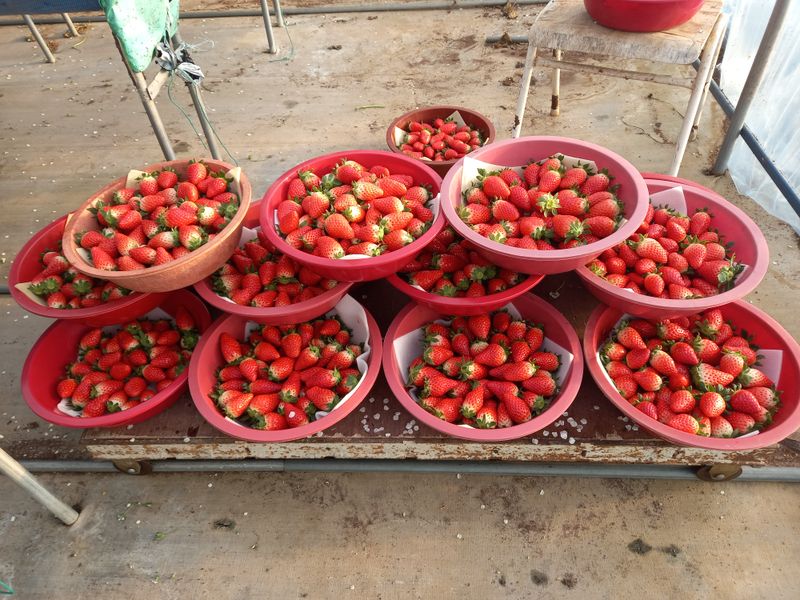 장원농장딸기농부님의 장터 판매 상품 [딸기(장희)1박스기준1.5kg이상] 첨부 사진