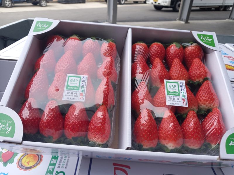 장원농장딸기농부님의 장터 판매 상품 [딸기(장희)1박스기준1.5kg이상] 첨부 사진