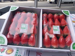 장원농장딸기농부님의 작성글 사진