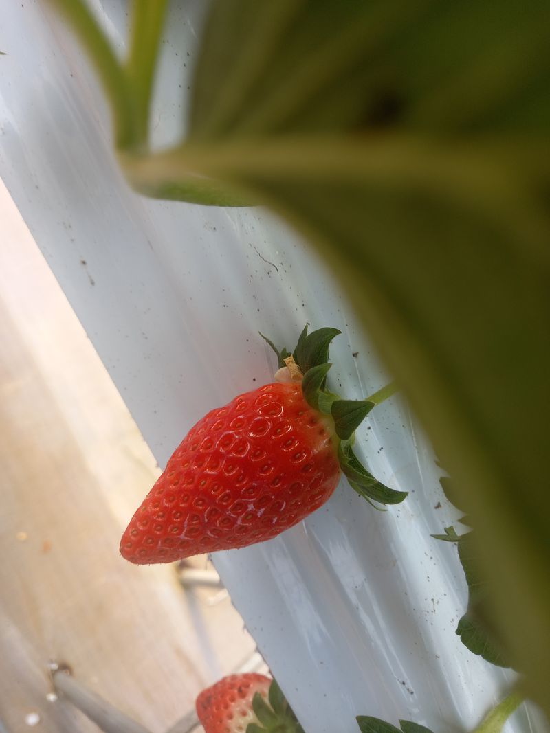 장터 상품 [딸기(장희)1박스기준1.5kg이상] 썸네일