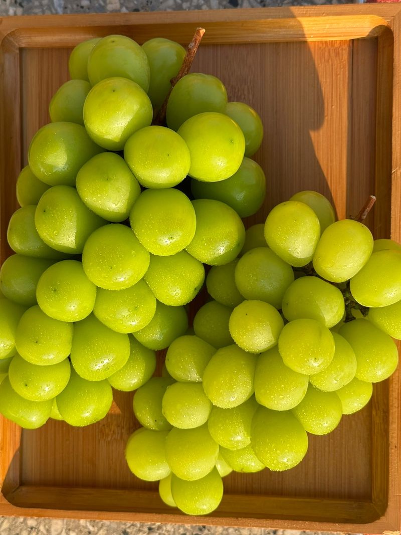 임숙희님의 장터 판매 상품 [샤인머스캣4kg] 첨부 사진