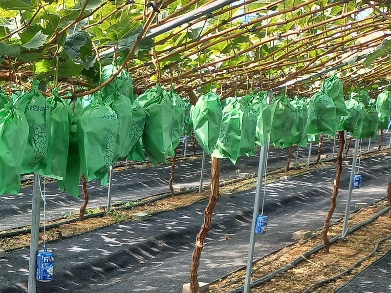 임숙희님의 장터 판매 상품 [샤인머스캣4kg] 첨부 사진