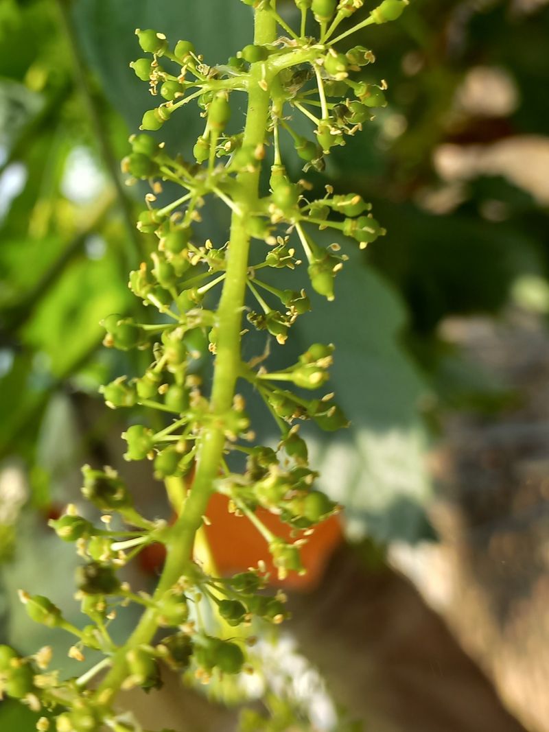 임숙희님의 장터 판매 상품 [샤인머스캣4kg] 첨부 사진