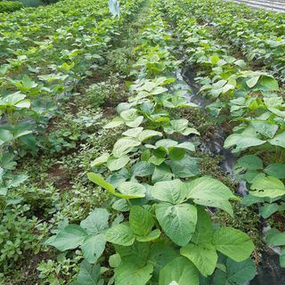 오색땅콩님의 작성글 사진