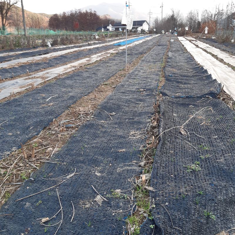 장터 상품 [친환경 늦서리태 (완료)] 썸네일