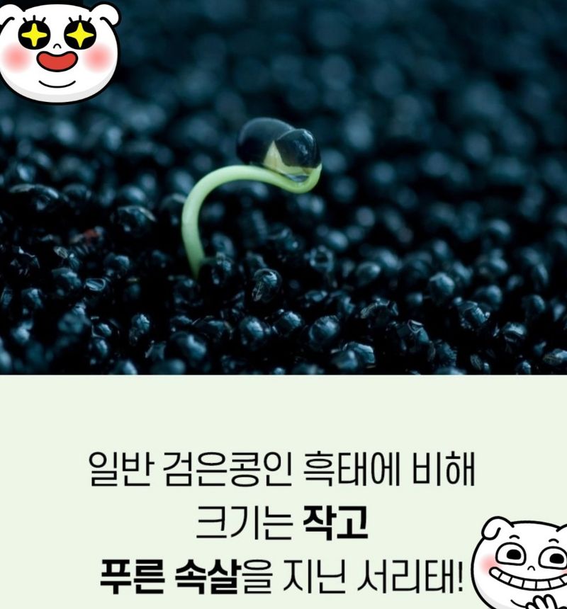오색땅콩님의 장터 판매 상품 [친환경 늦서리태 (완료)] 첨부 사진