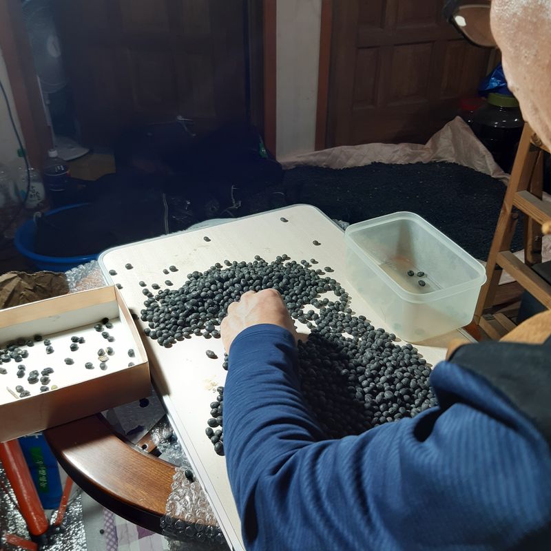 오색땅콩님의 장터 판매 상품 [친환경 늦서리태 (완료)] 첨부 사진