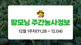 배추 농사도우미님의 배추 · 자연재해•동물피해 작성글 사진