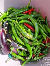 팜모닝 기타작물·병해충상담 게시글 이미지