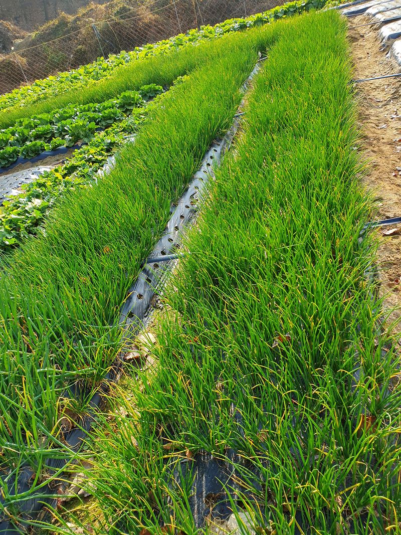 장터 상품 [쪽파 1단1kg] 썸네일