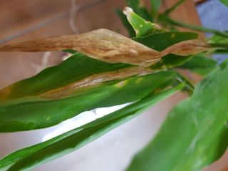 철구옵빠님의 기타작물 · 병해충상담 작성글 사진