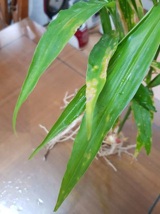 철구옵빠님의 기타작물 · 병해충상담 작성글 사진