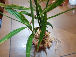 철구옵빠님의 기타작물 · 병해충상담 작성글 사진