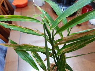 철구옵빠님의 기타작물 · 병해충상담 작성글 사진