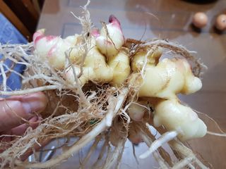 철구옵빠님의 기타작물 · 병해충상담 작성글 사진