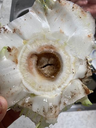 고은서님의 배추 · 병해충상담 작성글 사진